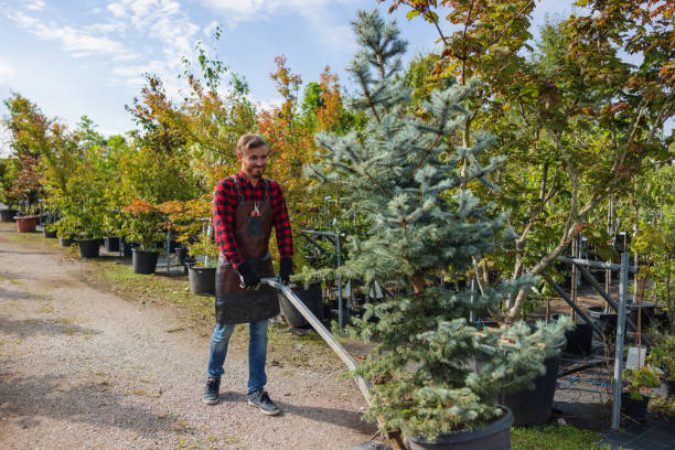 How Our Tree Care Process Works  in  Web, AL